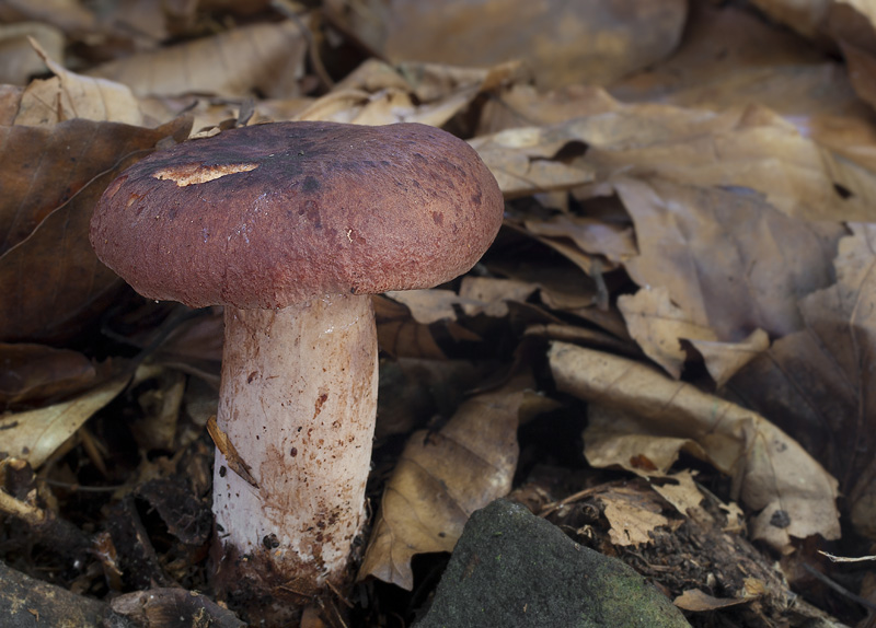 Lactarius rubrocinctus